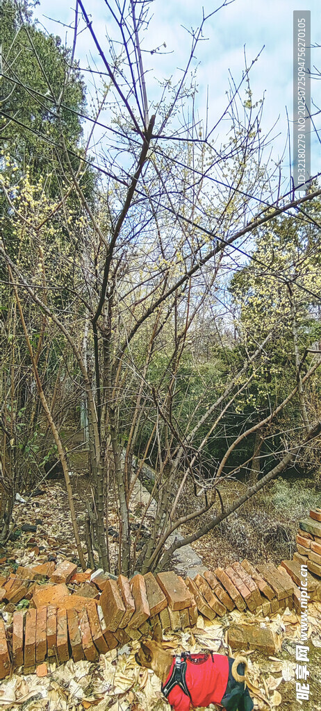小狗小花小树天空