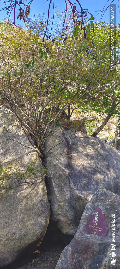 岩石旁的绿植景观合欢石