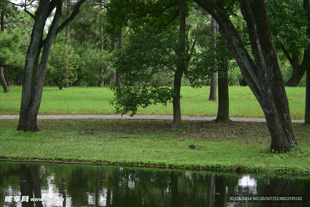 湖畔绿荫下的静谧自然景