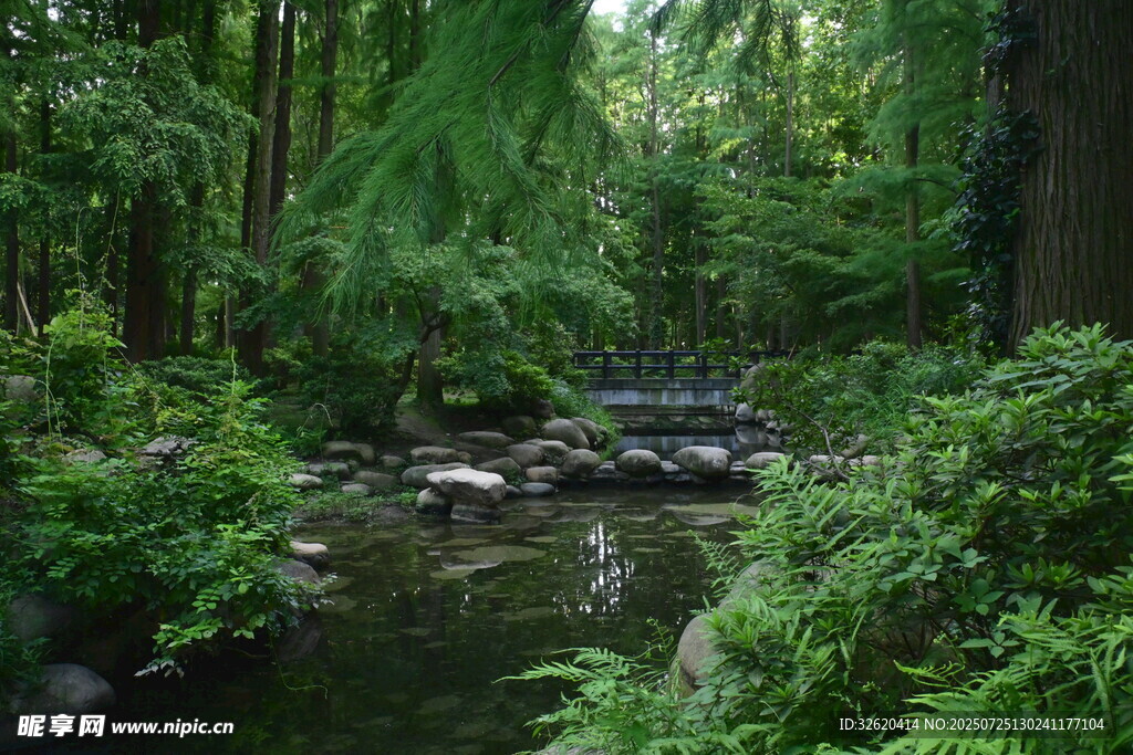 林间溪流 绿意盎然的自然景