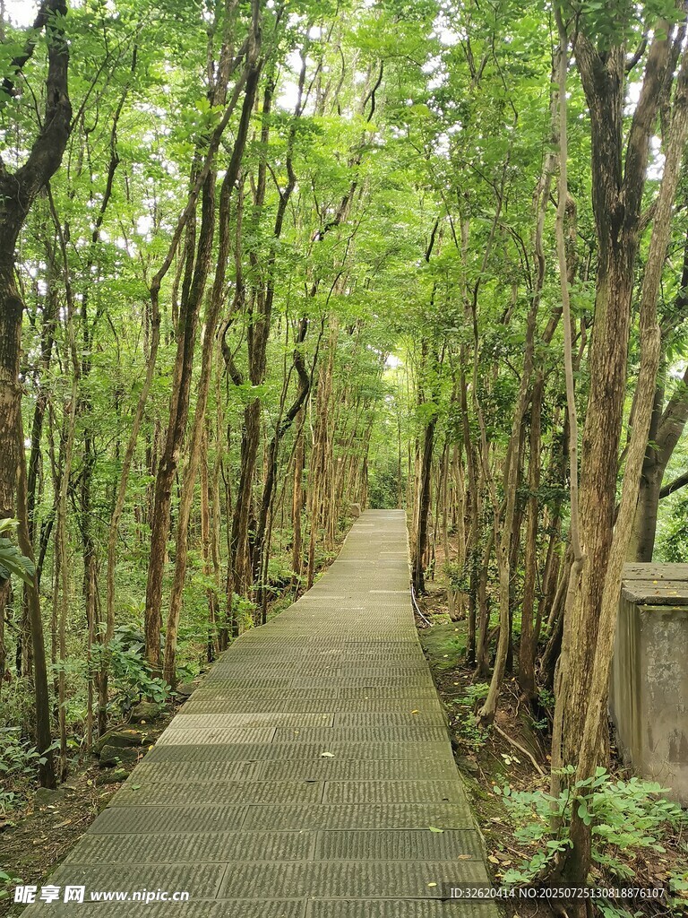 林间幽静小道