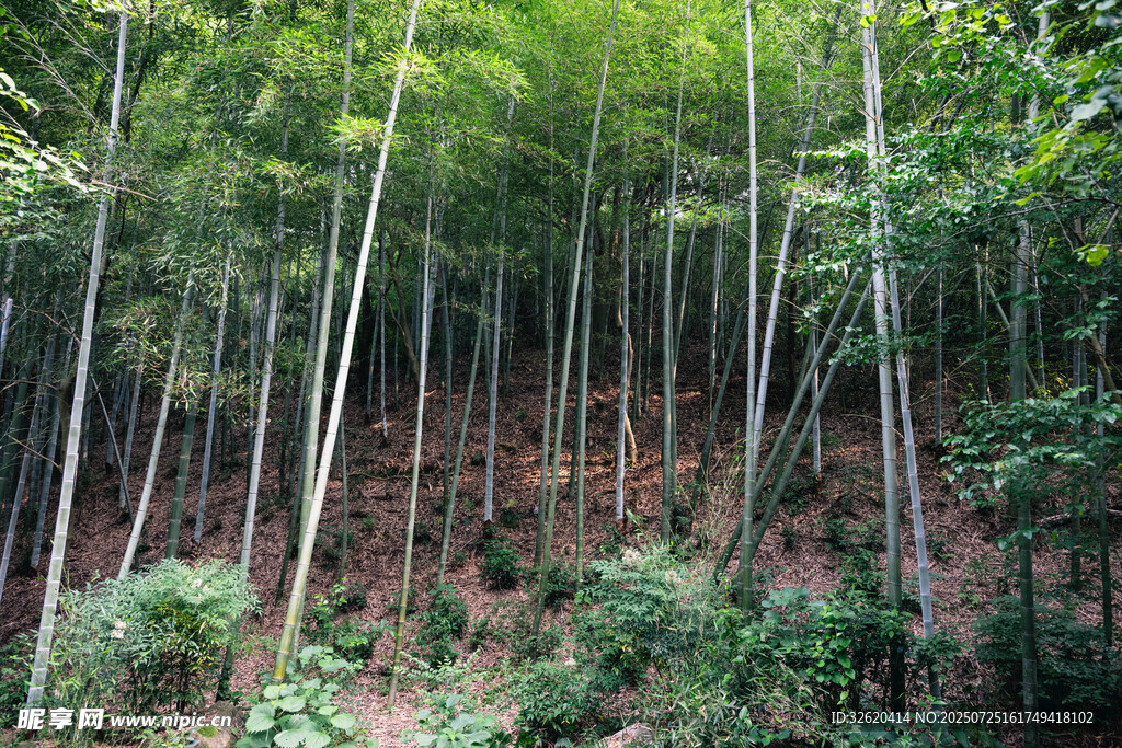 茂密竹林 绿意盎然的景致