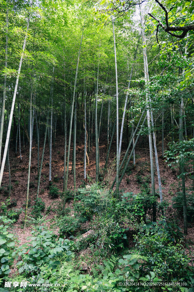 茂密竹林绿意盎然的景致