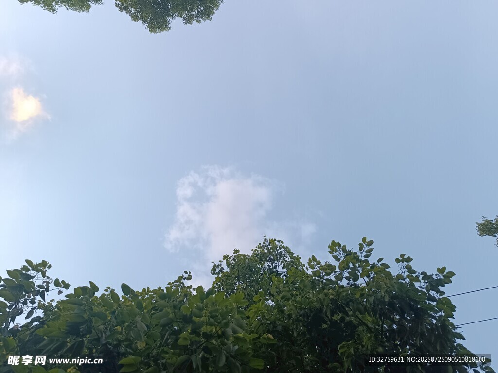 仰望绿树蓝天