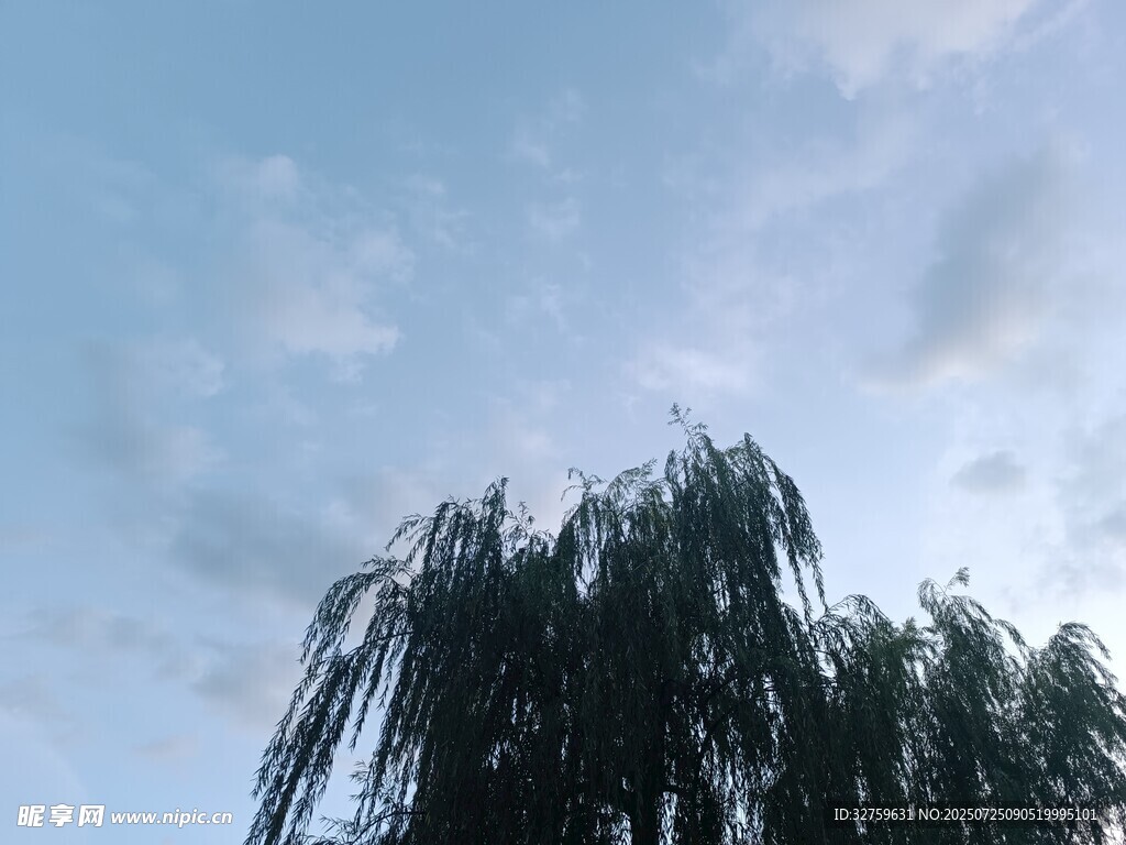 蓝天垂柳美景