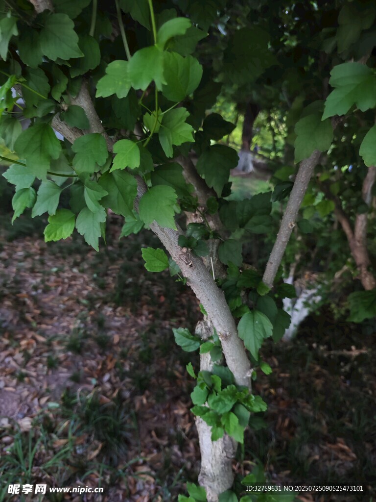 绿叶繁茂的树木枝干