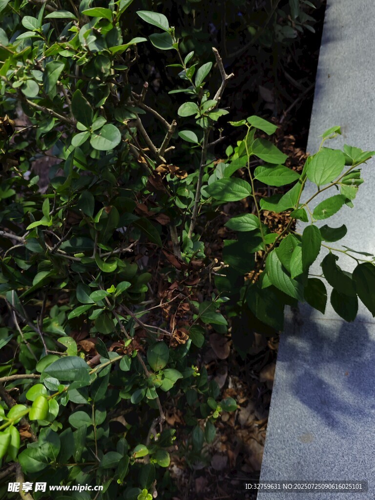 路边绿植景观