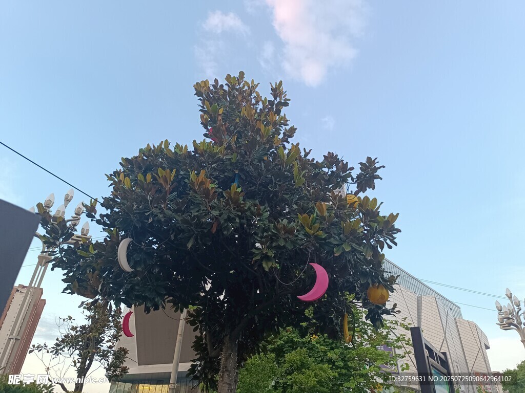 树上挂饰装点美好风景