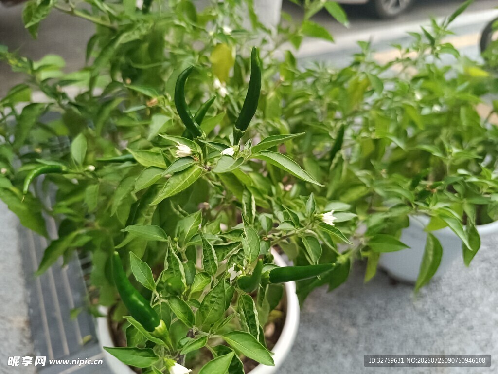 盆栽青椒苗