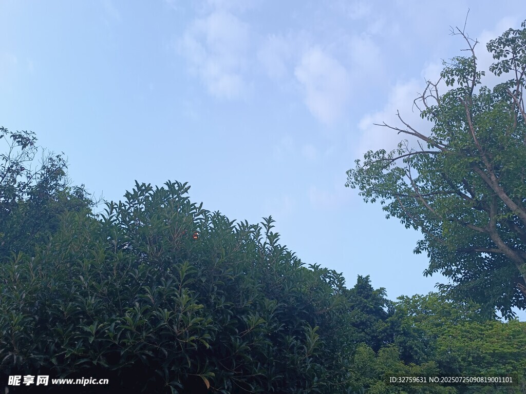 蓝天绿树自然景致