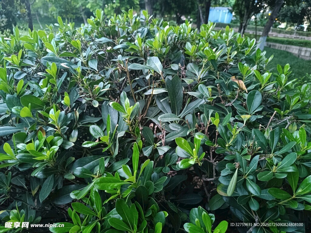 绿叶繁茂的灌木丛景观