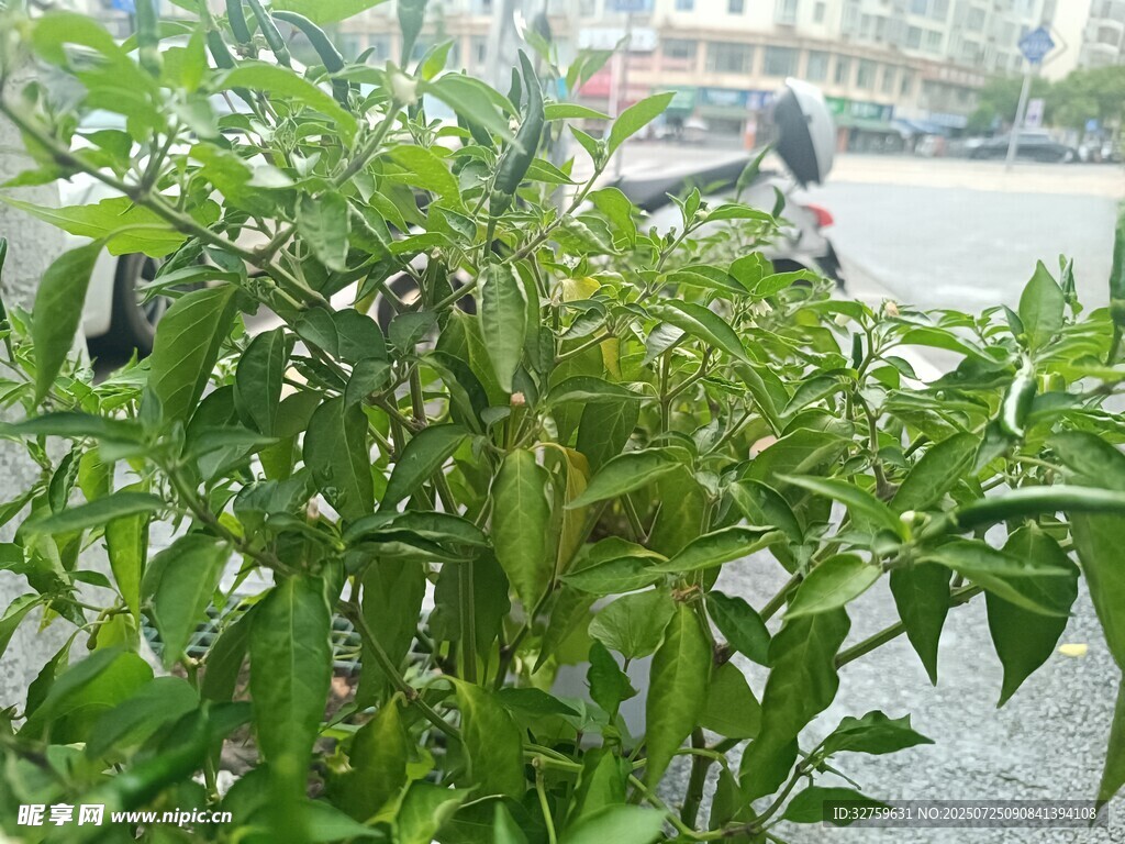 户外生长的翠绿辣椒植株