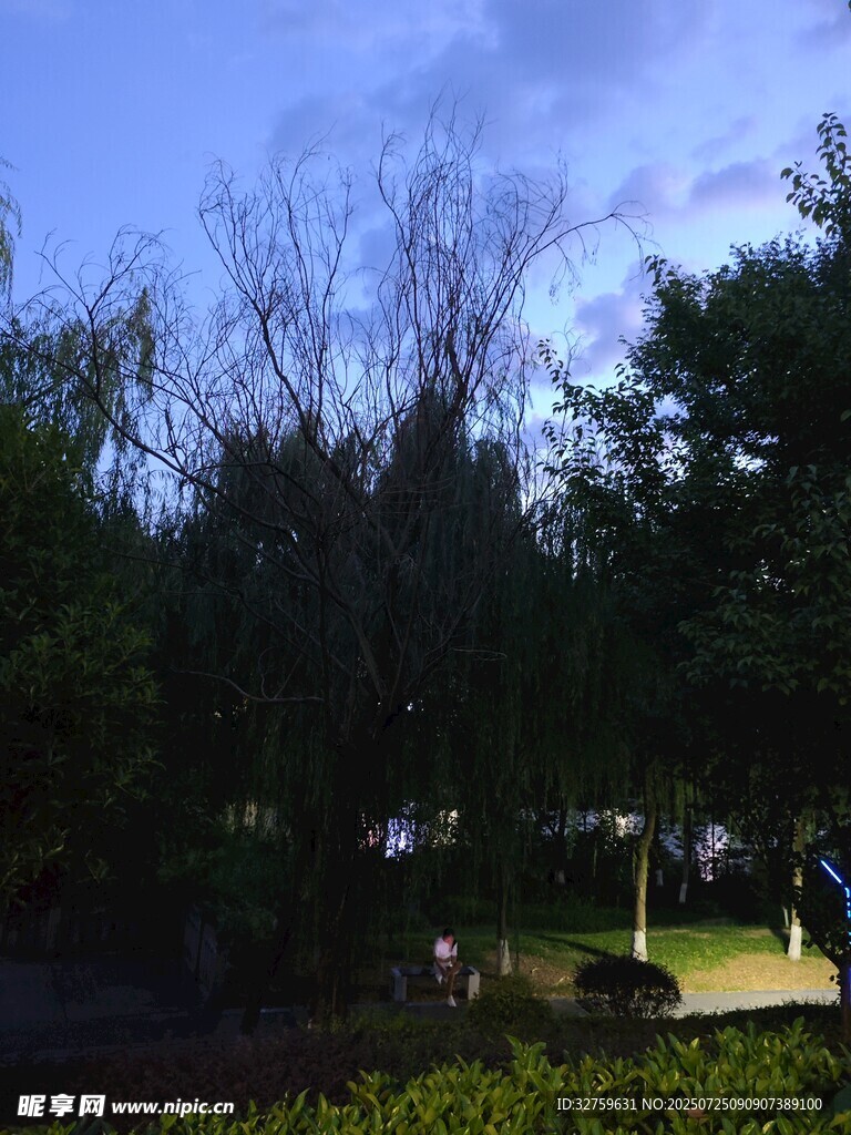 黄昏下的树林景观