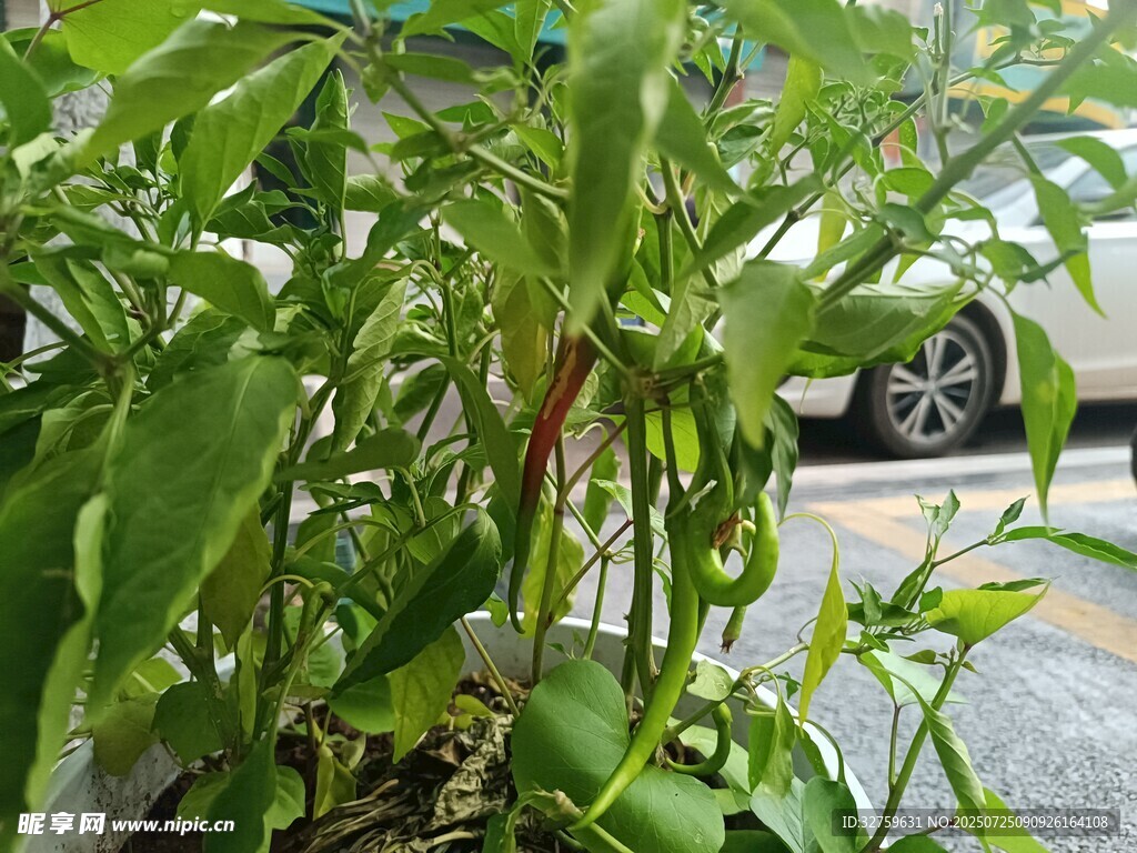 绿叶葱茏的盆栽植物