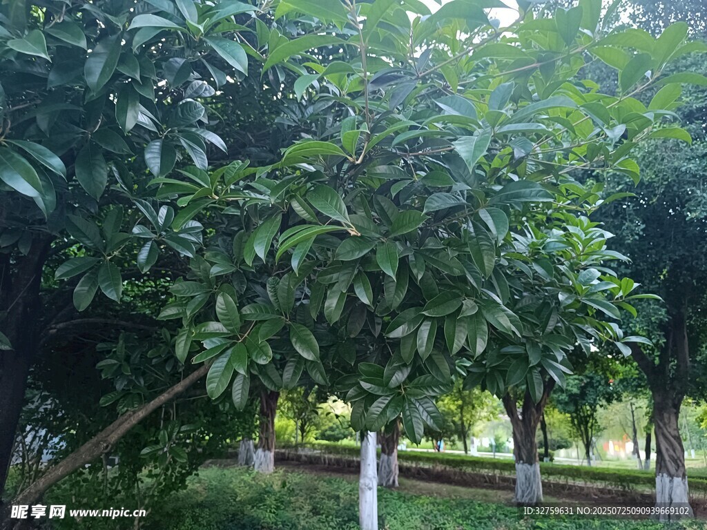 绿树成荫的静谧园林景观