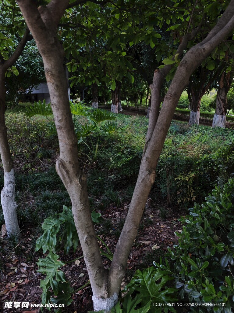 林间树木与绿植景观