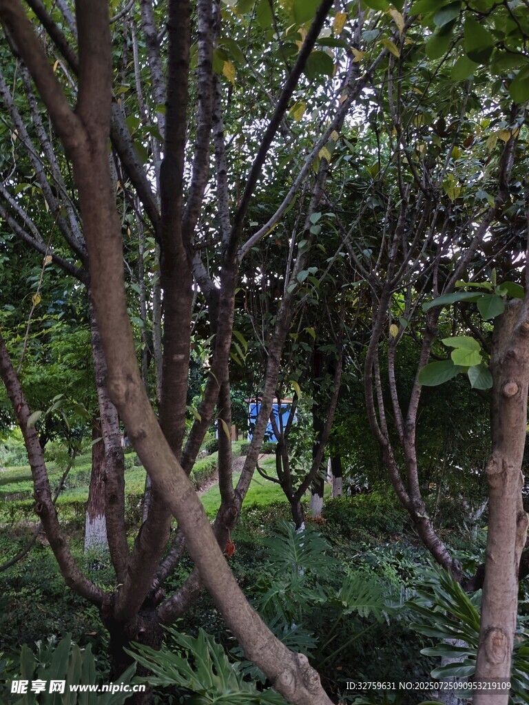 林间繁茂树木与葱郁植被