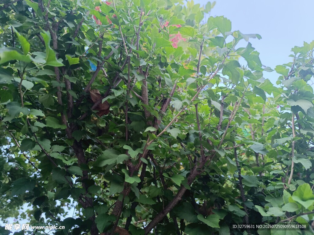繁茂绿树