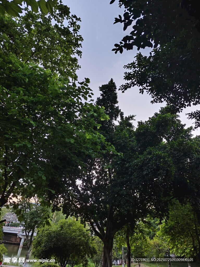 绿树成荫的清新户外景致