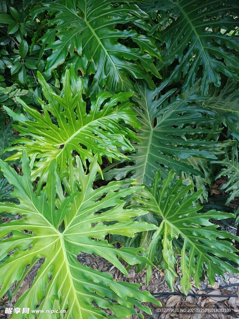 翠绿繁茂的热带植物叶片
