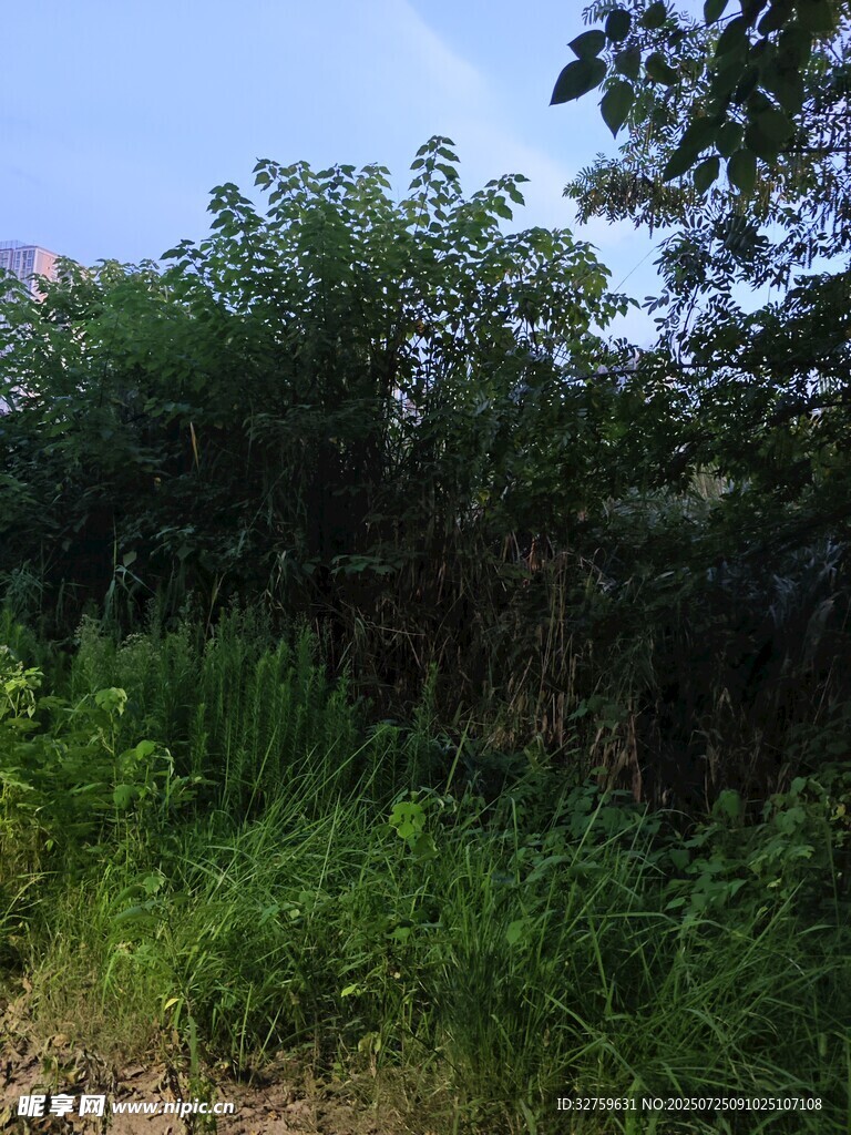 野外繁茂绿植景象
