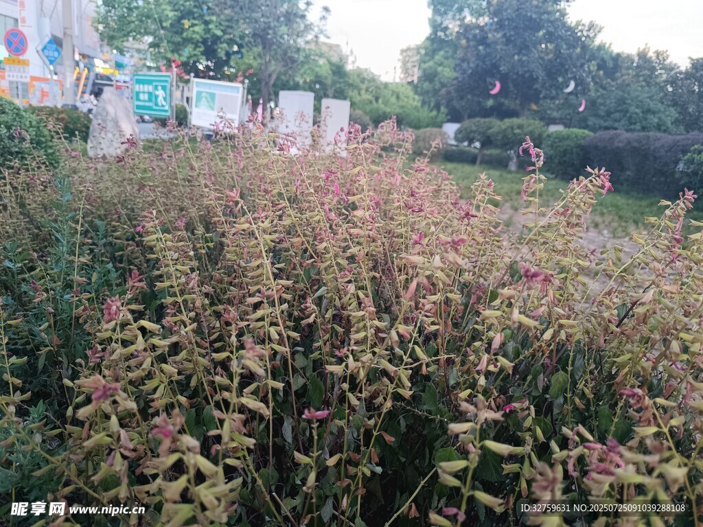 野外繁茂植物景观