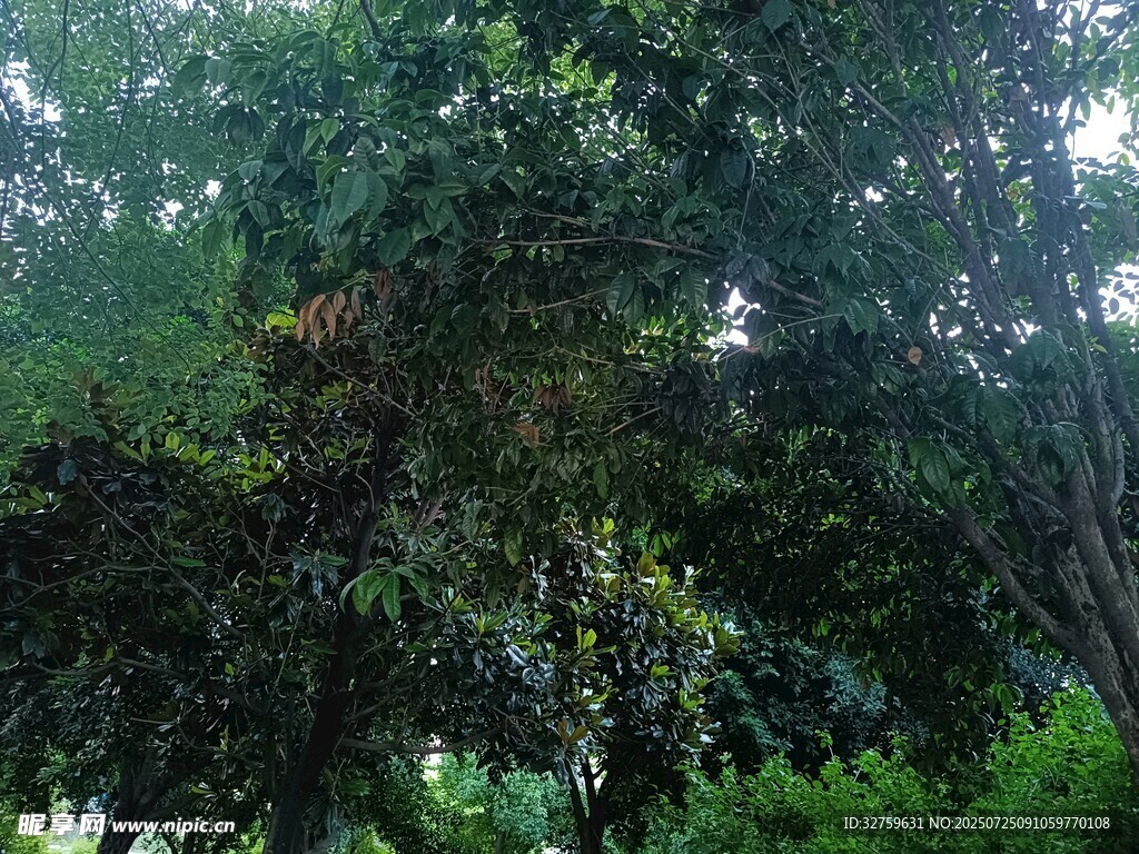 茂密树林绿意盎然