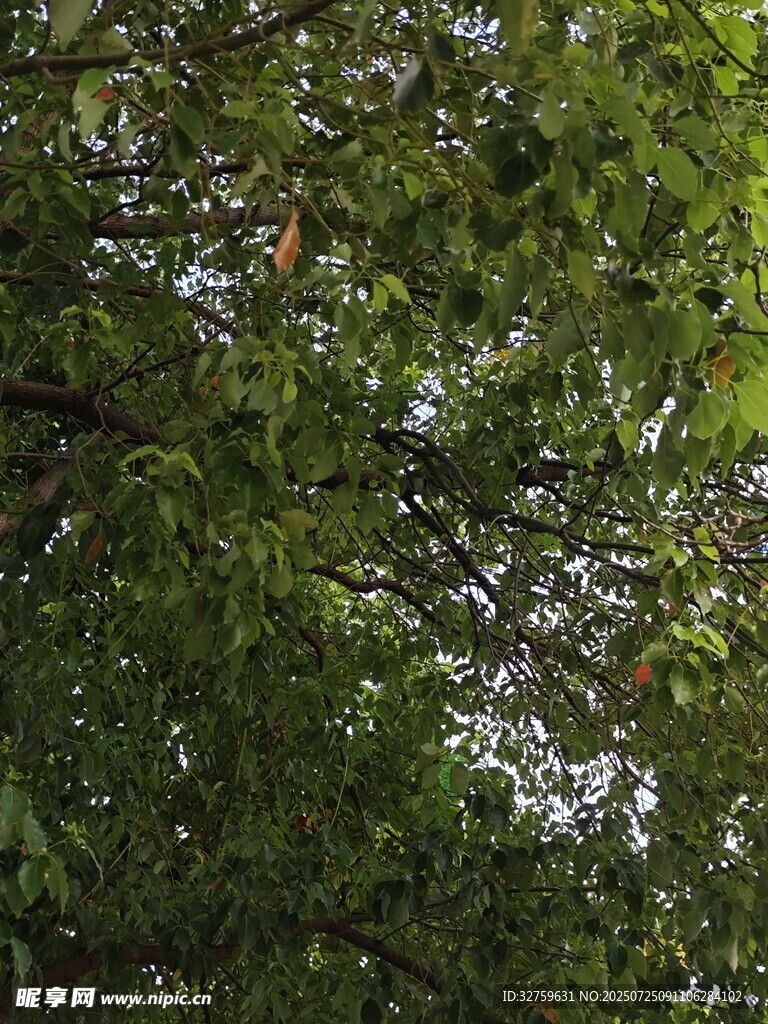 茂密绿树间的光影景致