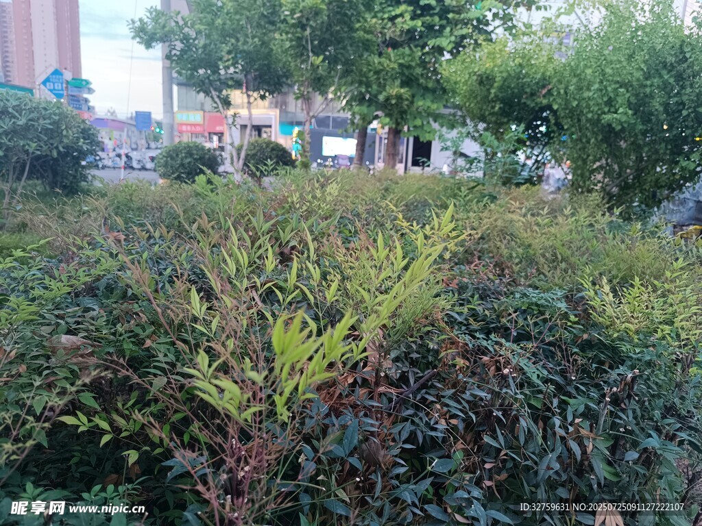 城市中繁茂的绿植景观