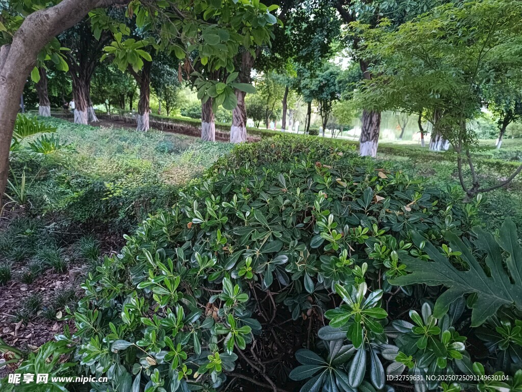 绿意盎然的公园景观