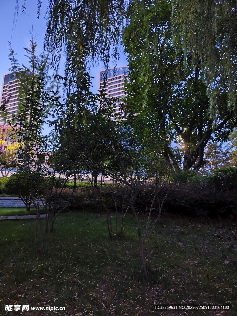 城市公园暮色中的绿树景观