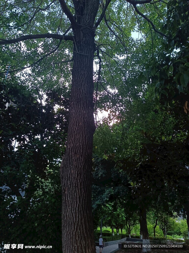 林间大树