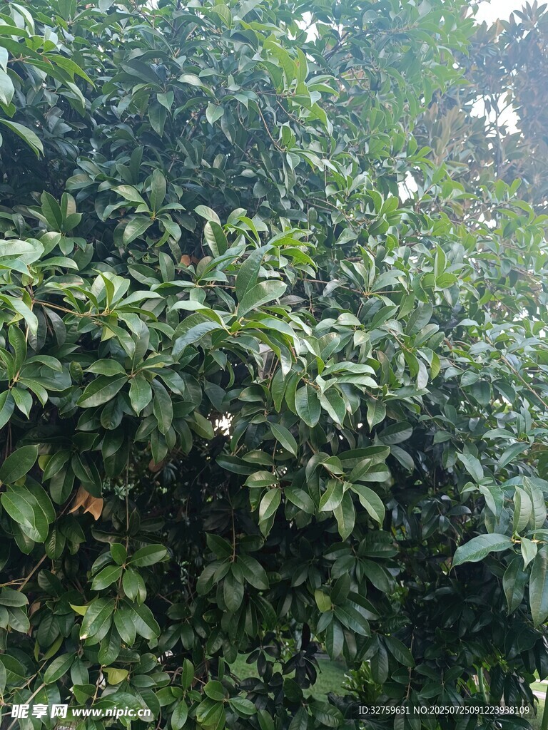 茂密绿植景观