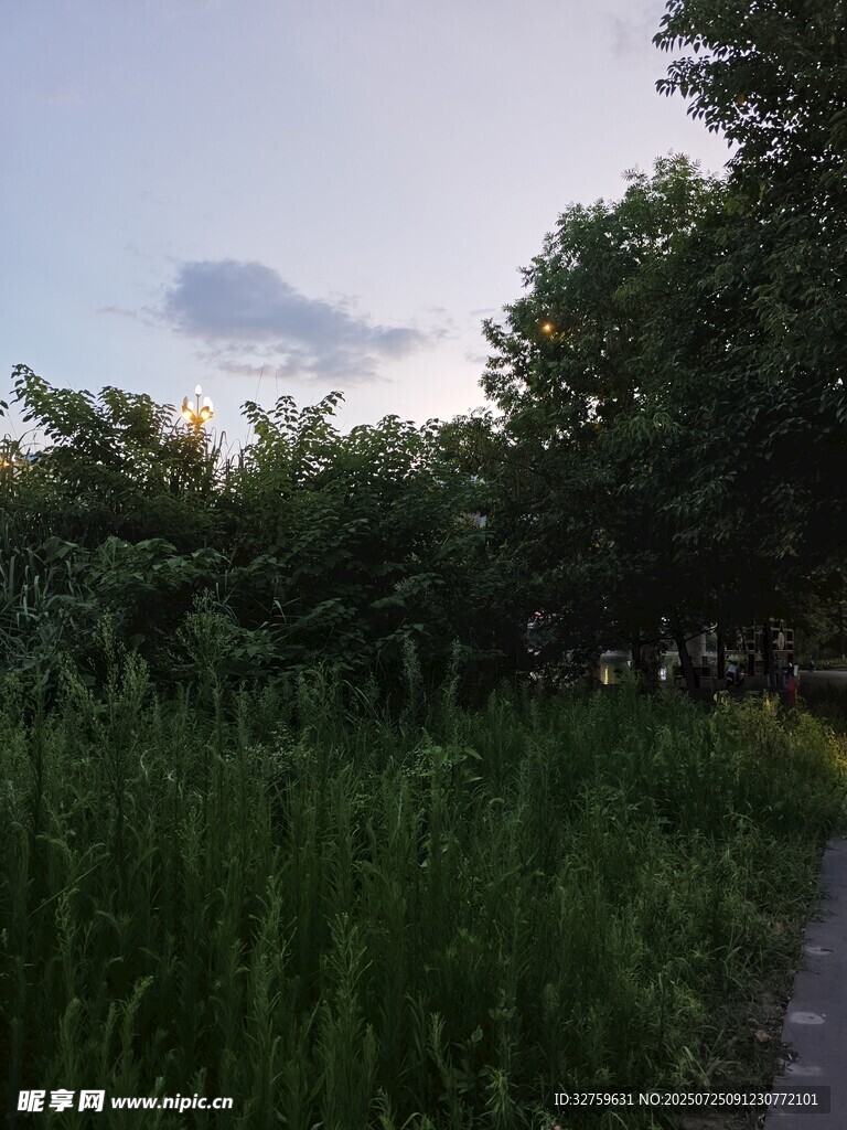 黄昏下的草地与树木小径