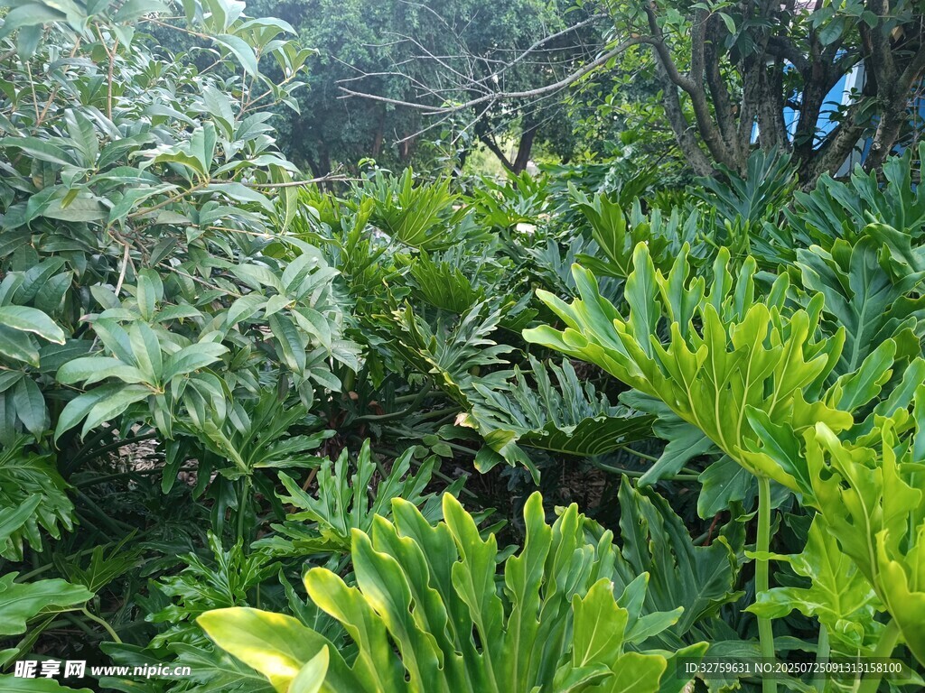 繁茂绿植景观