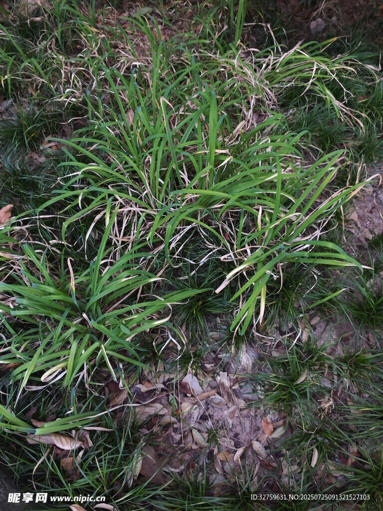 地面上的翠绿杂草