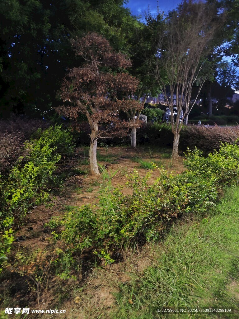 夜幕下的园林绿植景观