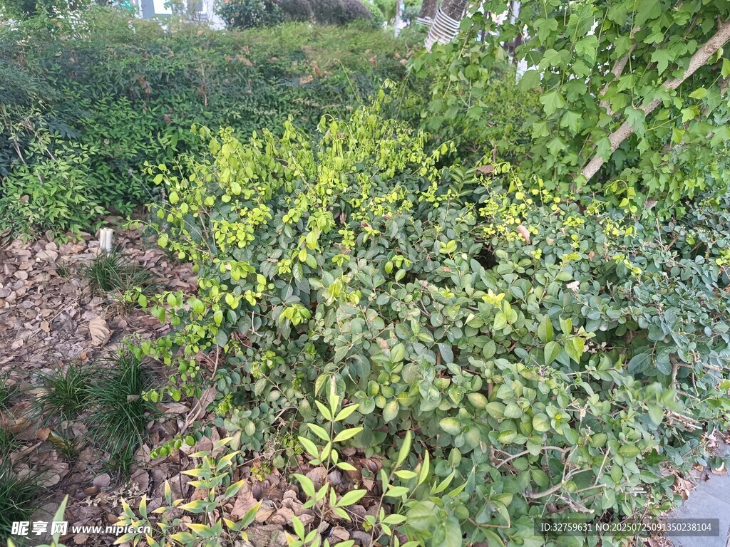 绿意盎然的灌木丛
