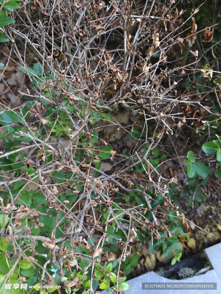 杂乱丛生的植物景象
