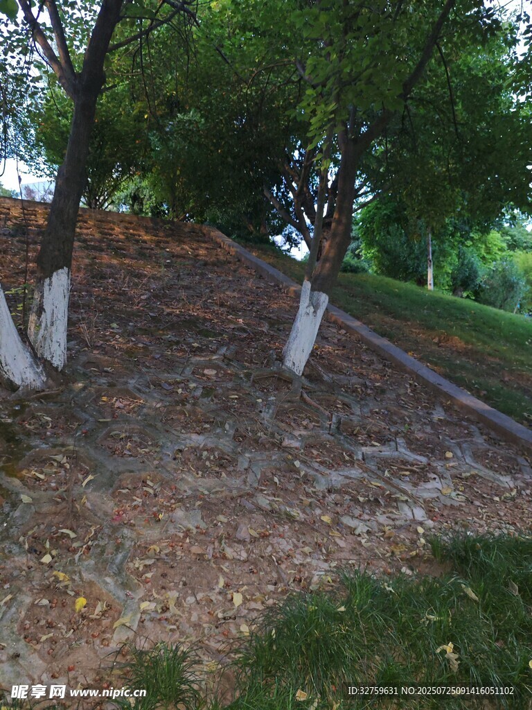 公园树下的秋日景象