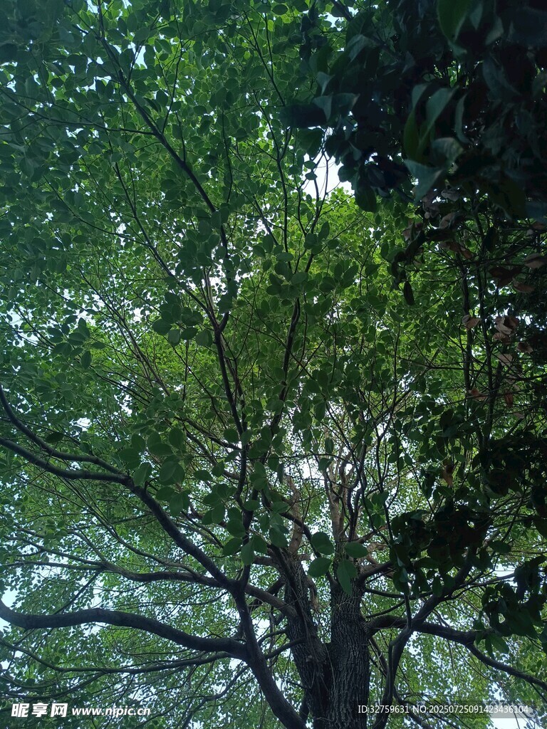 仰视茂密绿树树冠