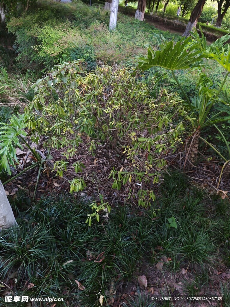 绿意盎然的庭院植物景观