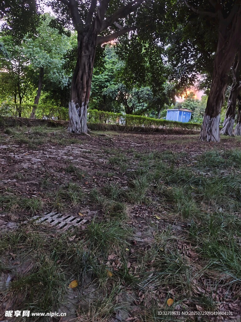 林间草地的静谧景致