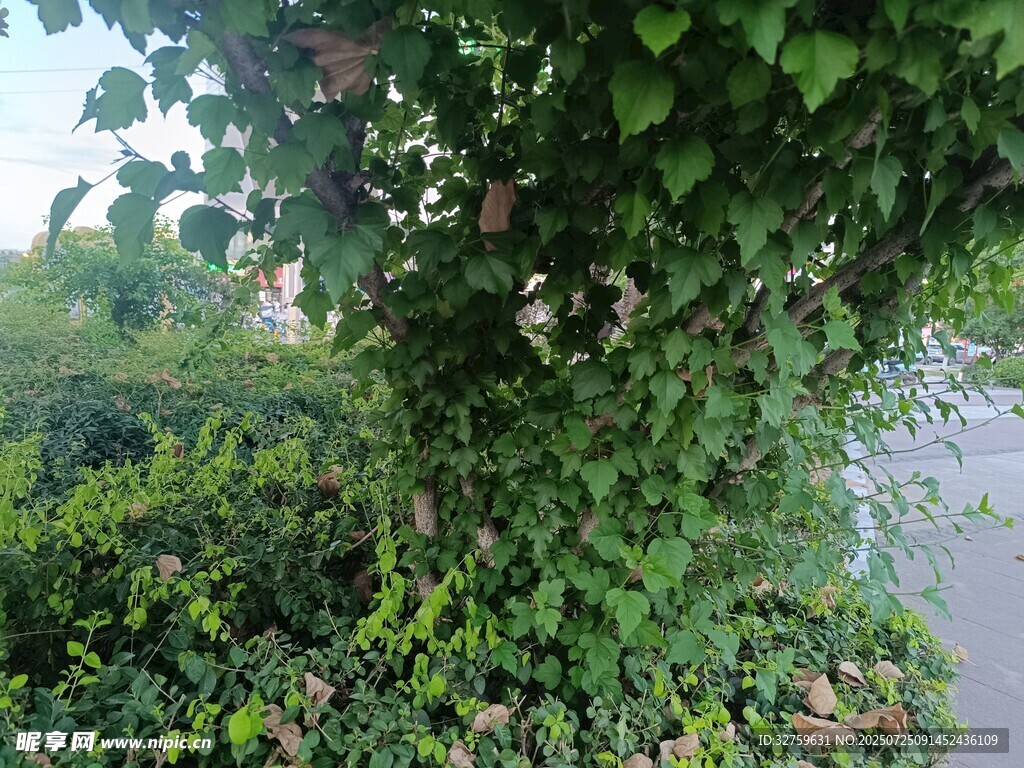 绿叶繁茂的户外植物景观