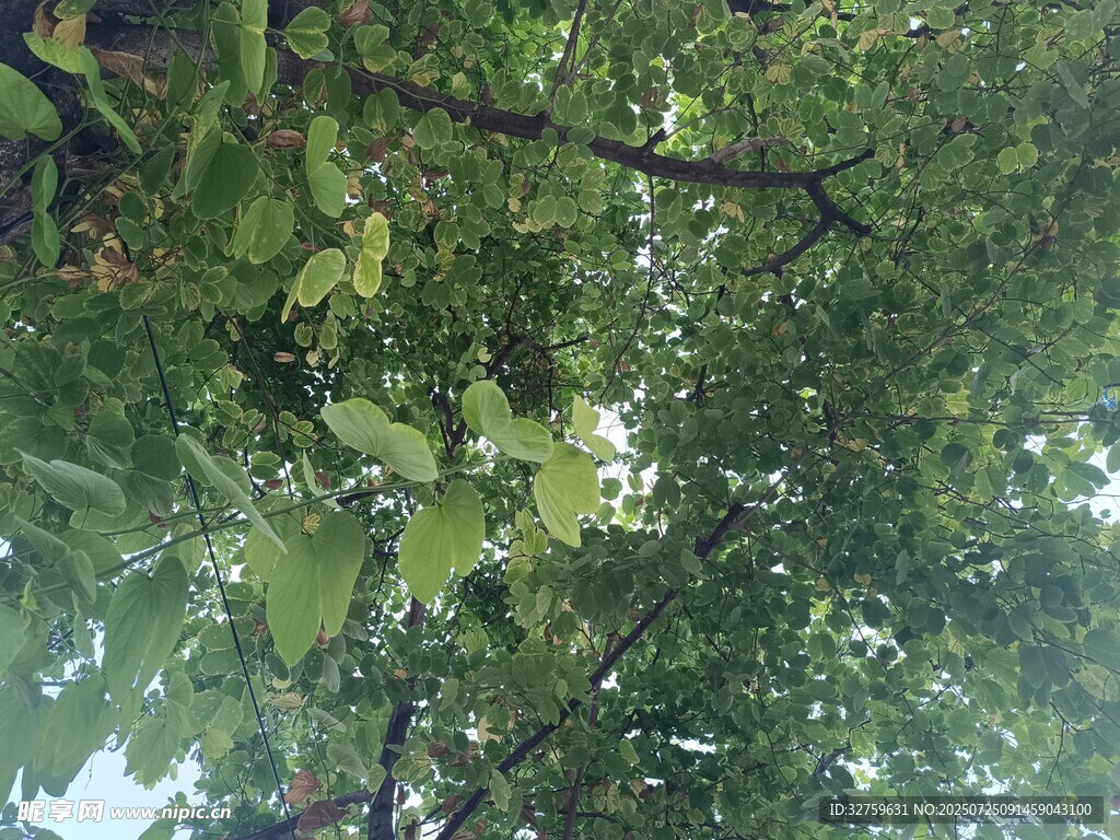 仰视繁茂枝叶的清新景象