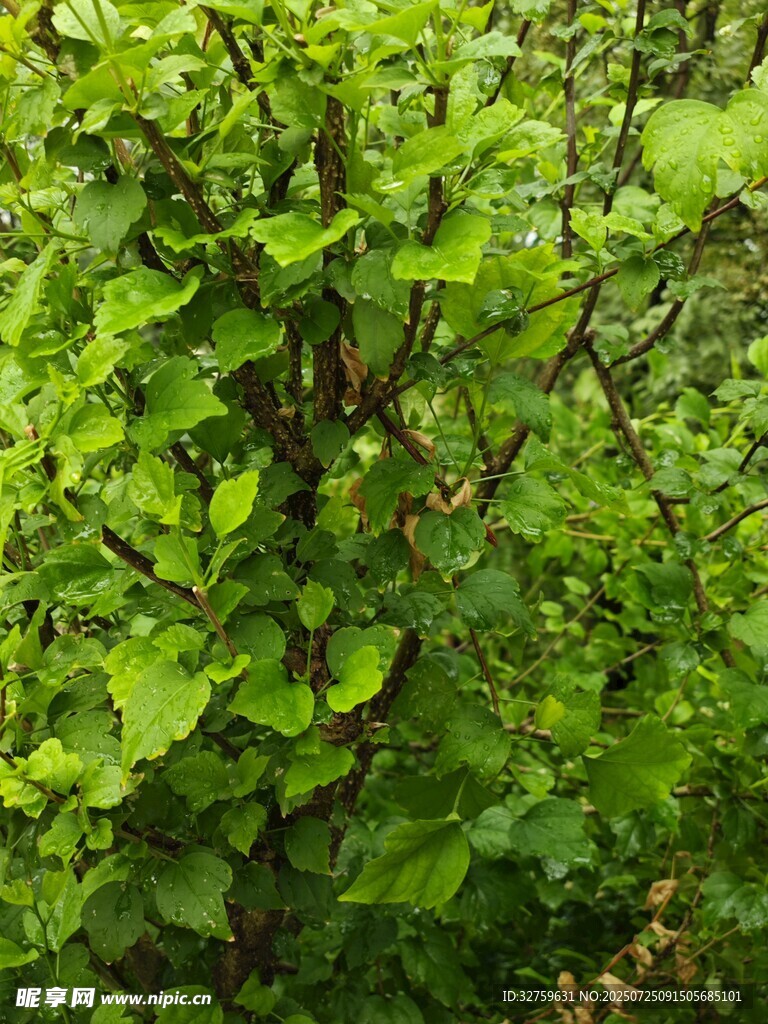 繁茂绿植景观
