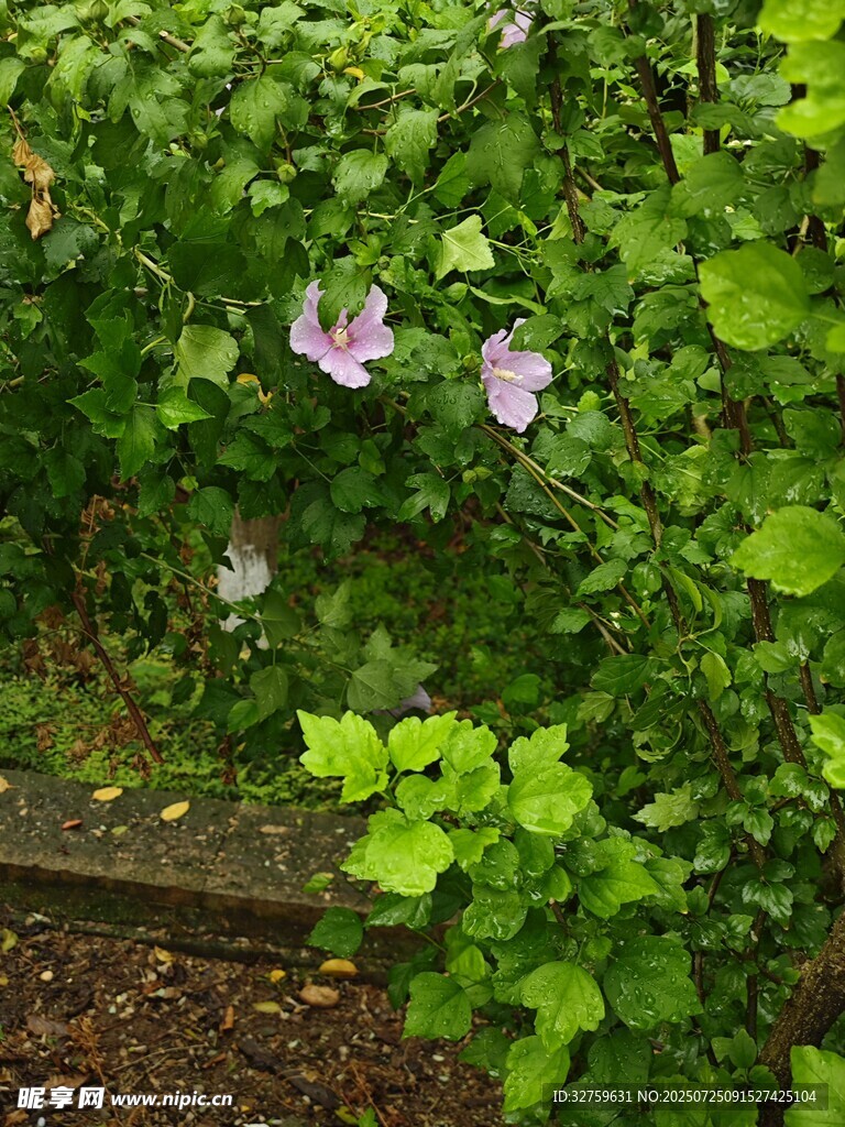 绿叶丛中的淡紫色小花