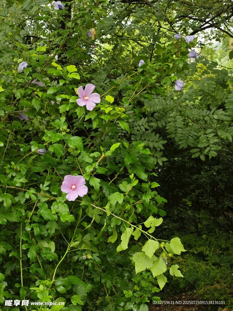 绿叶丛中的娇艳粉花