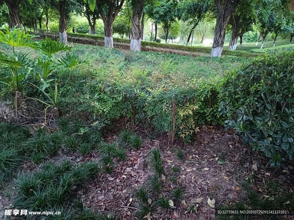 绿意盎然的公园角落