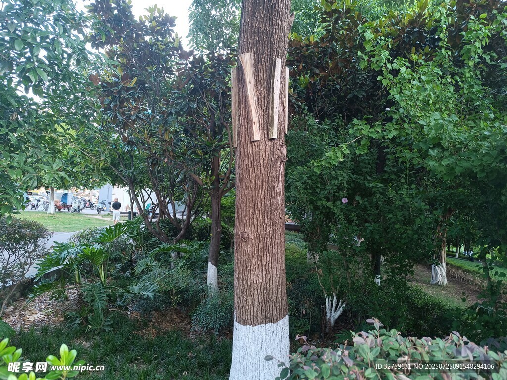 树干遭破坏的景象